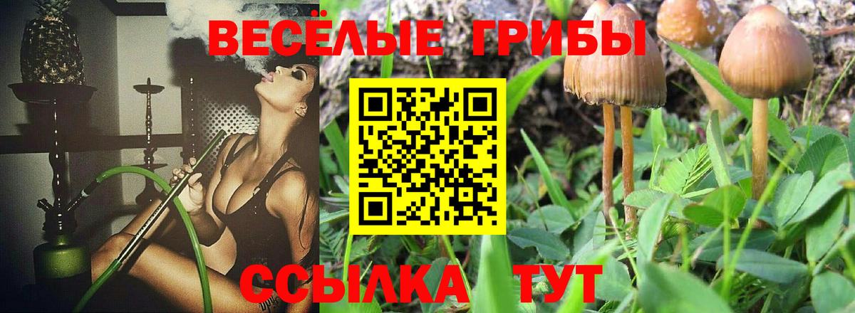 Псилоцибиновые грибы Psilocybine cubensis  Вход с VPN  Боровичи 